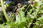 Common dandelion